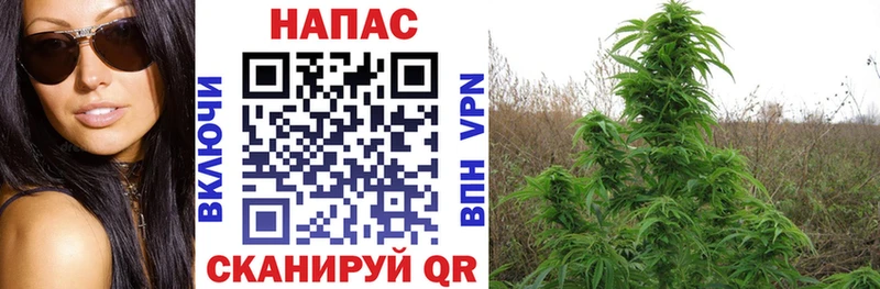 Каннабис конопля  Спасск 